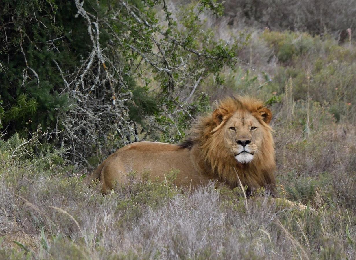 Quatermain'S 1920'S Safari Camp - Amakhala Game Reserve Εξωτερικό φωτογραφία