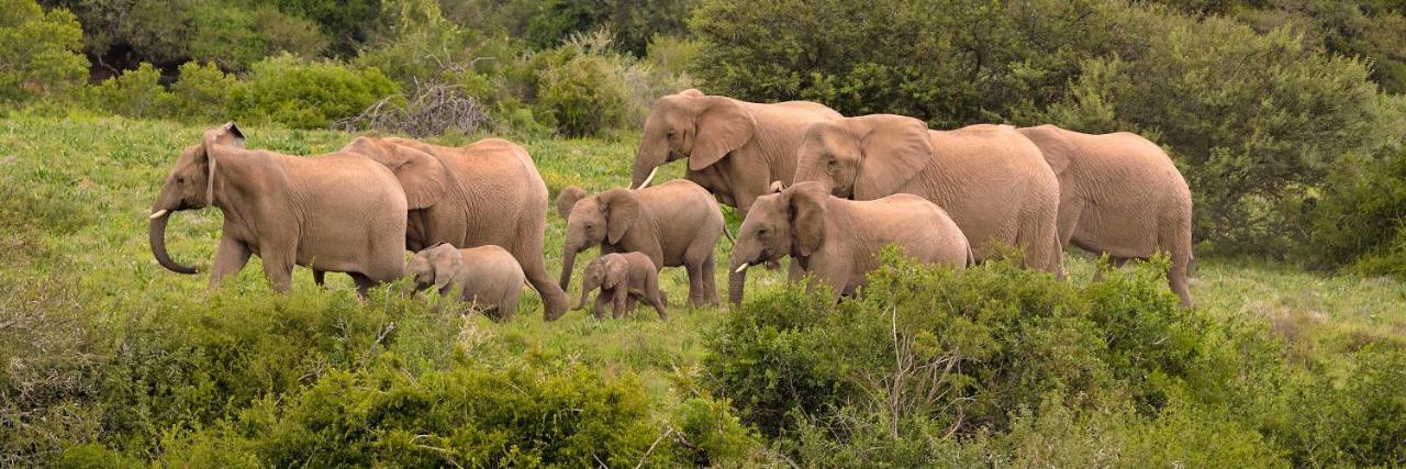 Quatermain'S 1920'S Safari Camp - Amakhala Game Reserve Εξωτερικό φωτογραφία